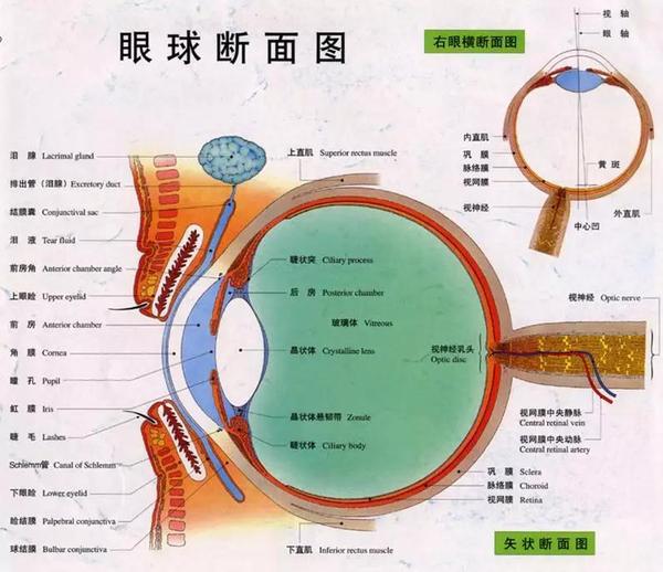 眼球:"你认识我,那你懂我吗?