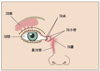 泪腺的解剖位置图片图片